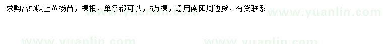 求購高50公分以上黃楊