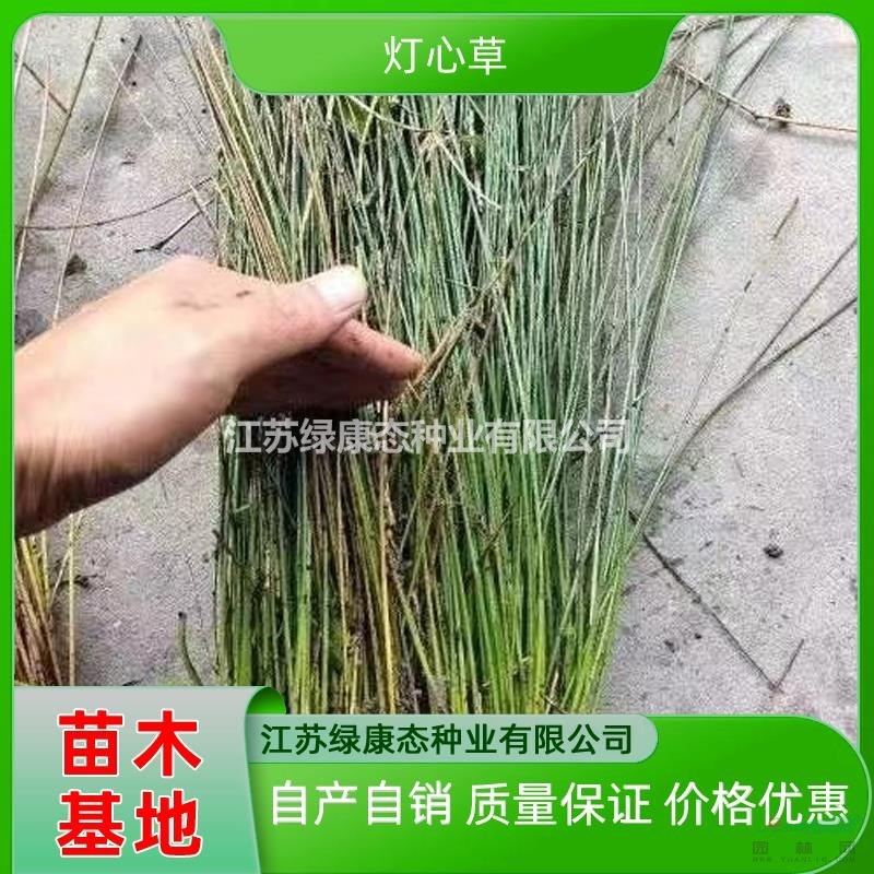 供應(yīng)高度10厘米燈心草 濕地綠化植物燈心草 河道池塘綠化燈心草