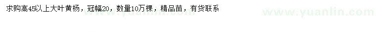 求購(gòu)高45公分以上大葉黃楊