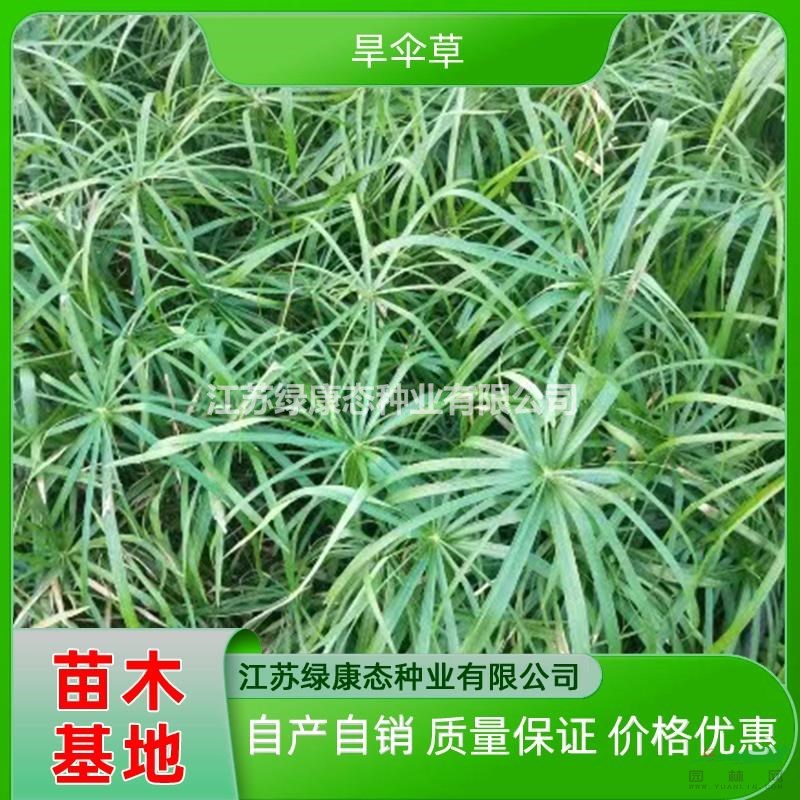 批發(fā)高度10厘米旱傘草 采購旱傘草到江蘇綠康態(tài) 草本植物旱傘草