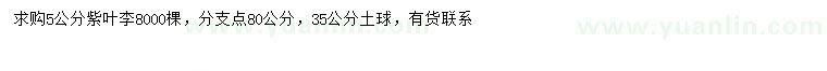 求購5公分紫葉李