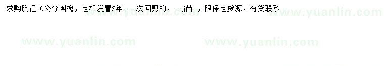 求購10公分國槐