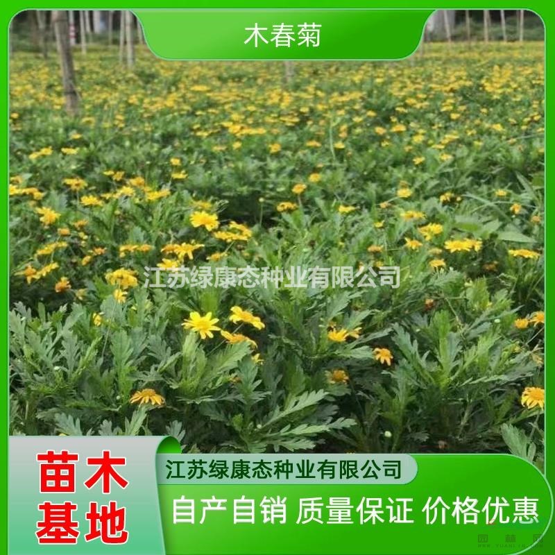 供應(yīng)高度10厘米木春菊 木春菊專業(yè)培育 木春菊自產(chǎn)自銷