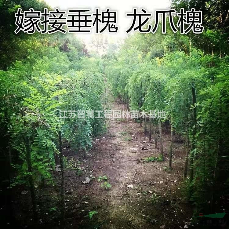 龍爪槐樹苗垂槐黃金槐金枝槐國槐樹苗耐寒觀賞風(fēng)水植物別墅地栽