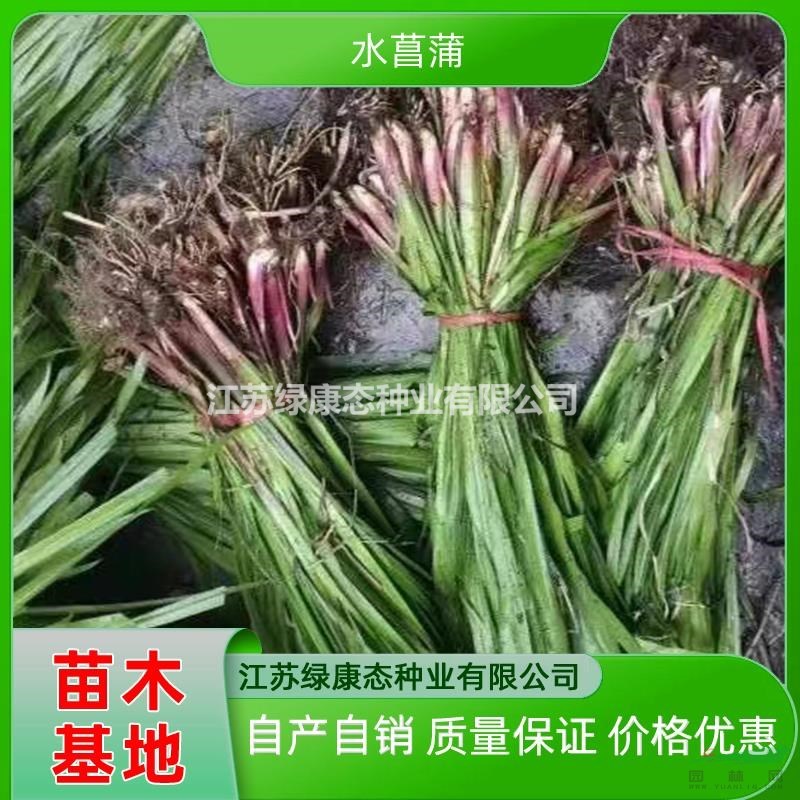 供應(yīng)高度10厘米水菖蒲 水生植物水菖蒲 水體綠化植物水菖蒲