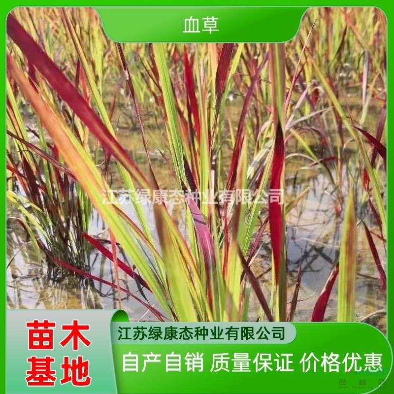 供應(yīng)高度10厘米血草 血草小苗 多年生草本血草 觀賞草血草基地培育