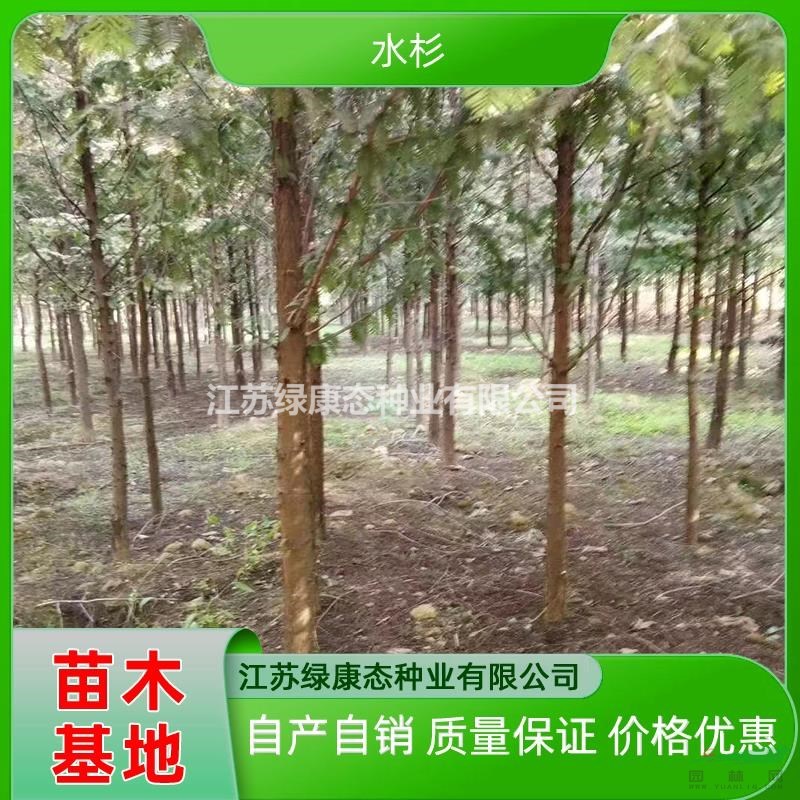 江蘇綠康態(tài)常年供應(yīng)8公分水杉 8公分水杉樹苗 精品水杉基地