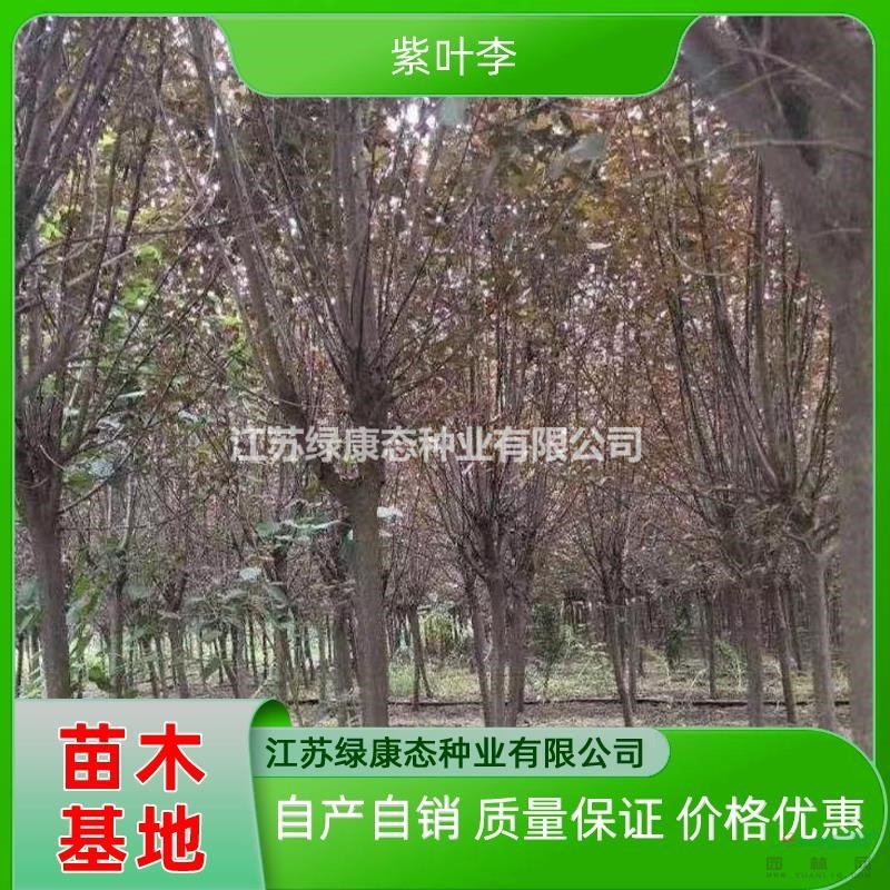 江蘇8公分紫葉李新報價 紫葉李工程苗 紫葉李景區(qū)綠化 紫葉李全年發(fā)貨