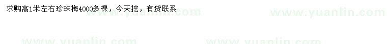 求購高1米左右珍珠梅