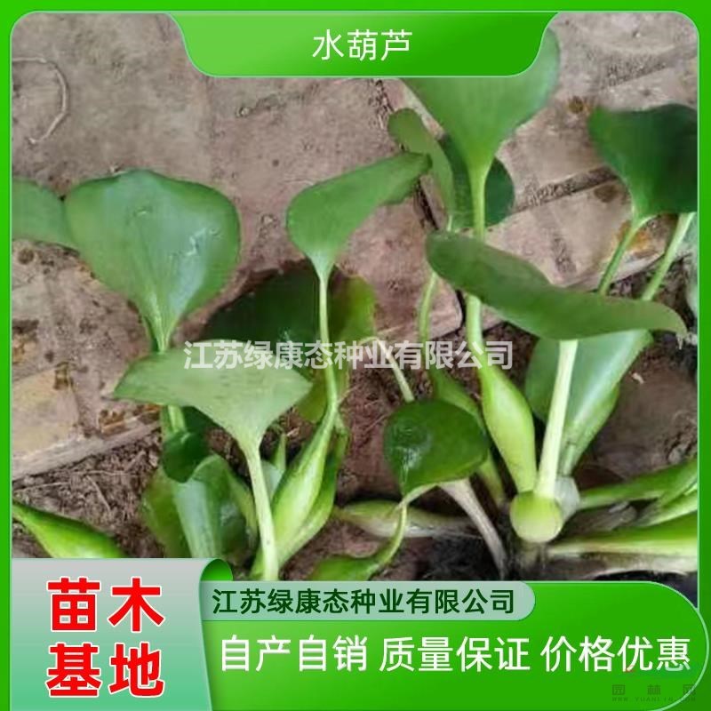 供應高度11厘米水葫蘆 鳳眼蓮出售 浮水植物水葫蘆特價