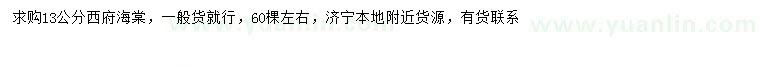 求購13公分西府海棠