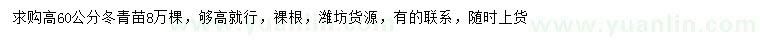 求購高60公分以上冬青