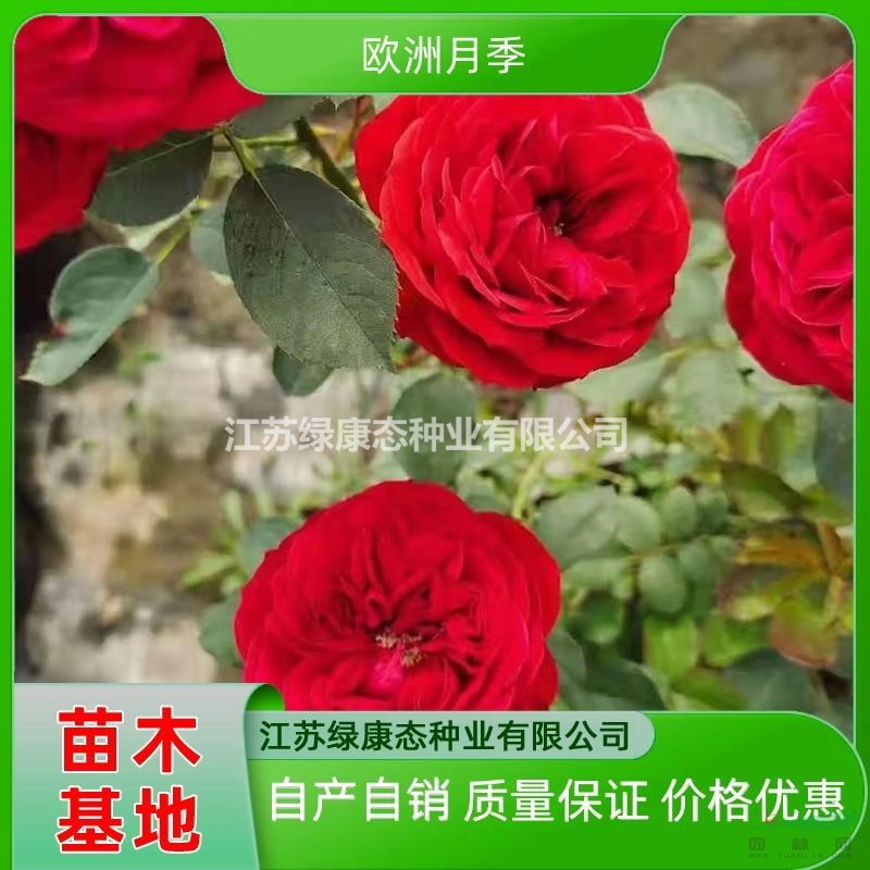 供應(yīng)高度20厘米歐洲月季 歐洲月季小苗 紅花歐洲月季 月季花月季苗