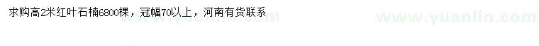 求購(gòu)高2米紅葉石楠