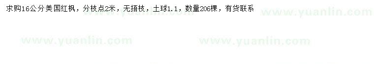 求購16公分美國紅楓