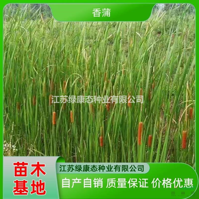 供應(yīng)高度20厘米香蒲 水生植物香蒲 湖泊池塘沼澤綠化香蒲