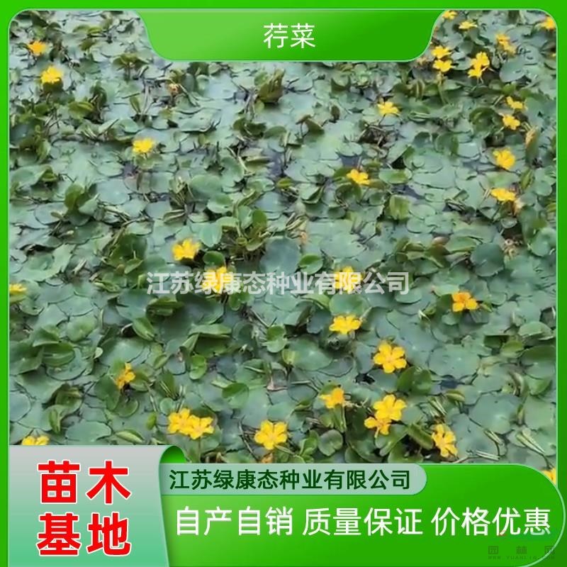 供應(yīng)高度20厘米荇菜 多年生水生草本荇菜 荇菜種植 淺水植物荇菜