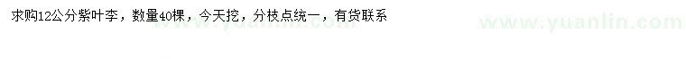 求購12公分紫葉李