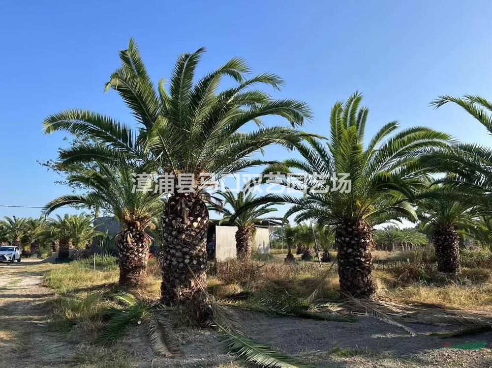 福建漳州加拿利海棗圖片/福建漳州加拿利海棗報(bào)價(jià)
