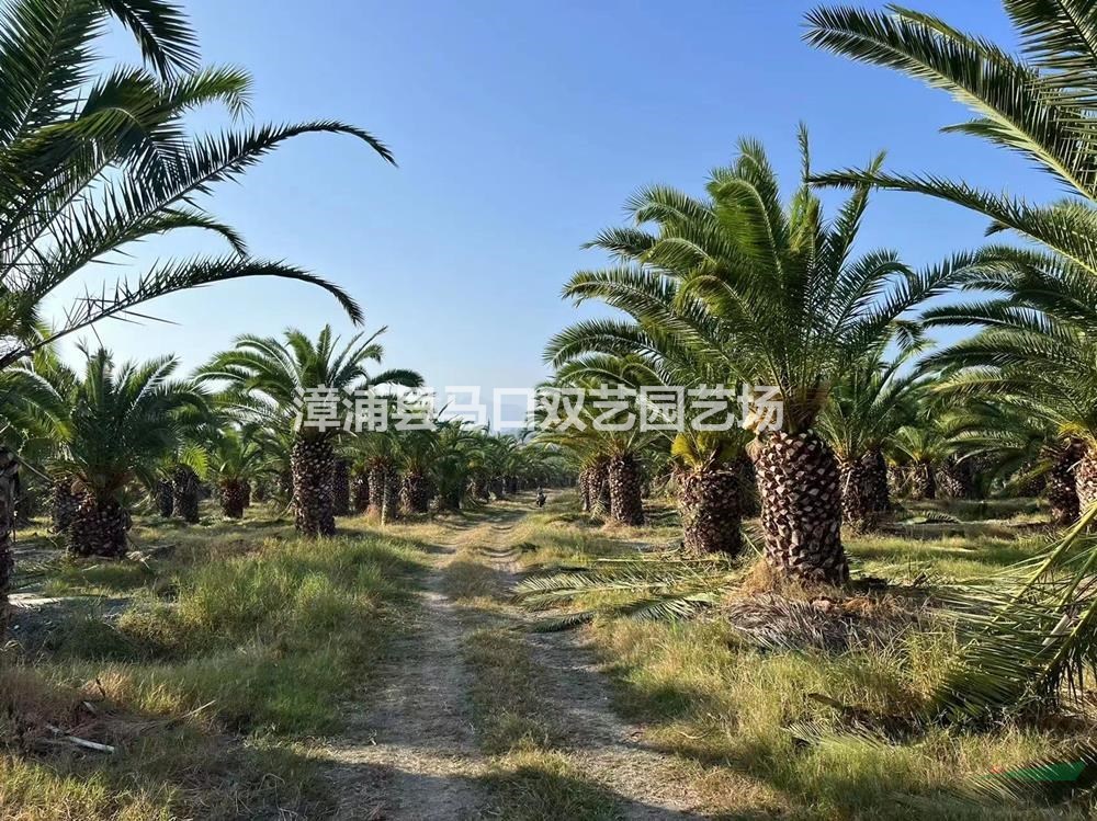 福建漳州加拿利海棗圖片/福建漳州加拿利海棗報(bào)價(jià)