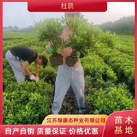 江蘇供應高度25厘米杜鵑 杜鵑苗出售 杜鵑杯苗 杜鵑自產自銷