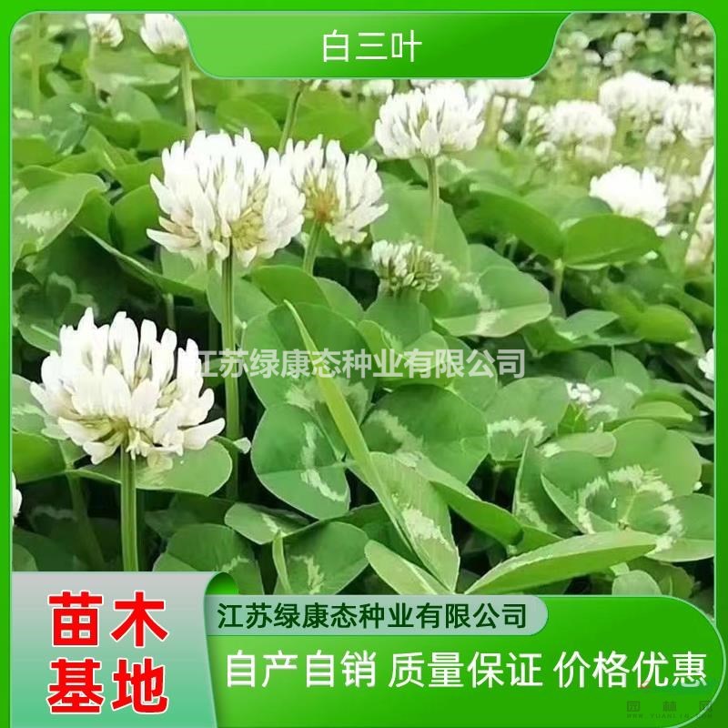 供應(yīng)高度30厘米白三葉 白三葉小苗 白三葉盆栽 白花三葉草