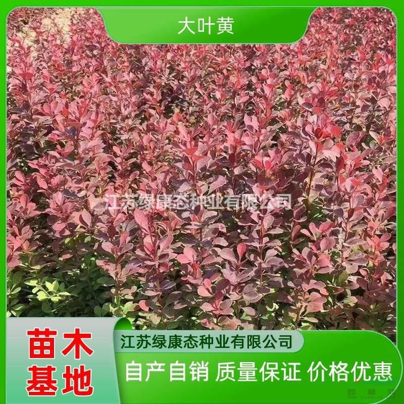供應(yīng)高度30厘米大葉黃 大葉黃價(jià)格 大葉黃小苗 大葉黃基地