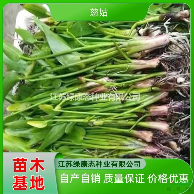 供應(yīng)高度30厘米慈姑 多年生草本植物慈姑 水生植物慈姑批發(fā)