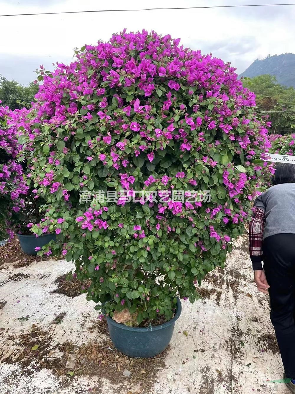 福建紫色三角梅球行情報(bào)價(jià)/福建紫色三角梅球圖片展示