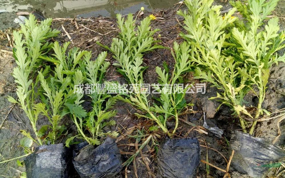 四川木春菊基地直銷 成都木春菊低價批發(fā) 溫州木春菊介紹/特征/用途