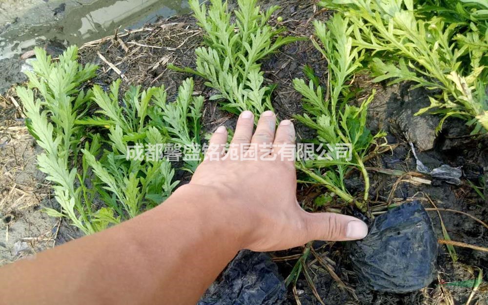 四川木春菊基地直銷 成都木春菊低價批發(fā) 溫州木春菊介紹/特征/用途