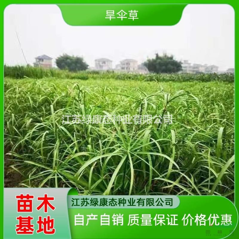 供應(yīng)高度30厘米旱傘草 多年生草本旱傘草 河流沼澤綠化旱傘草