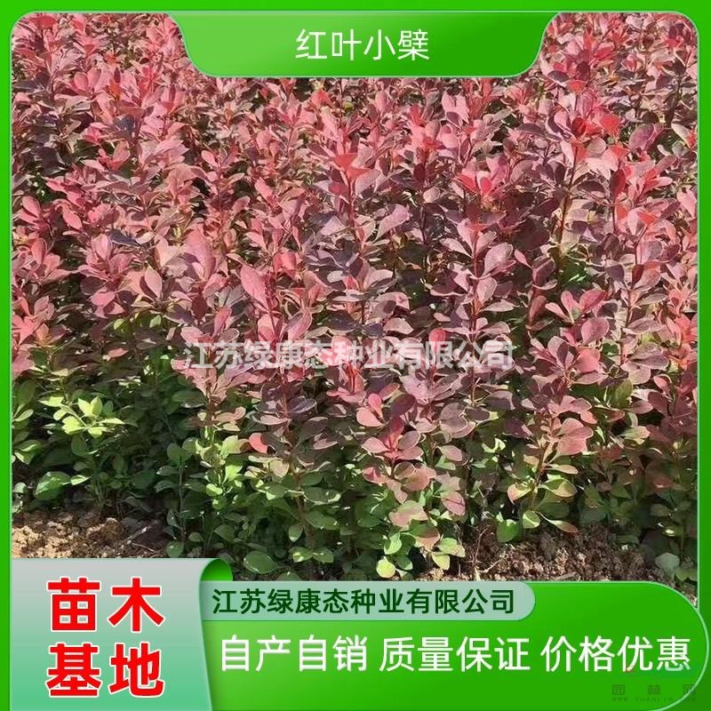 江蘇紅葉小檗哪里好 紅葉小檗哪家便宜 紅葉小檗地苗