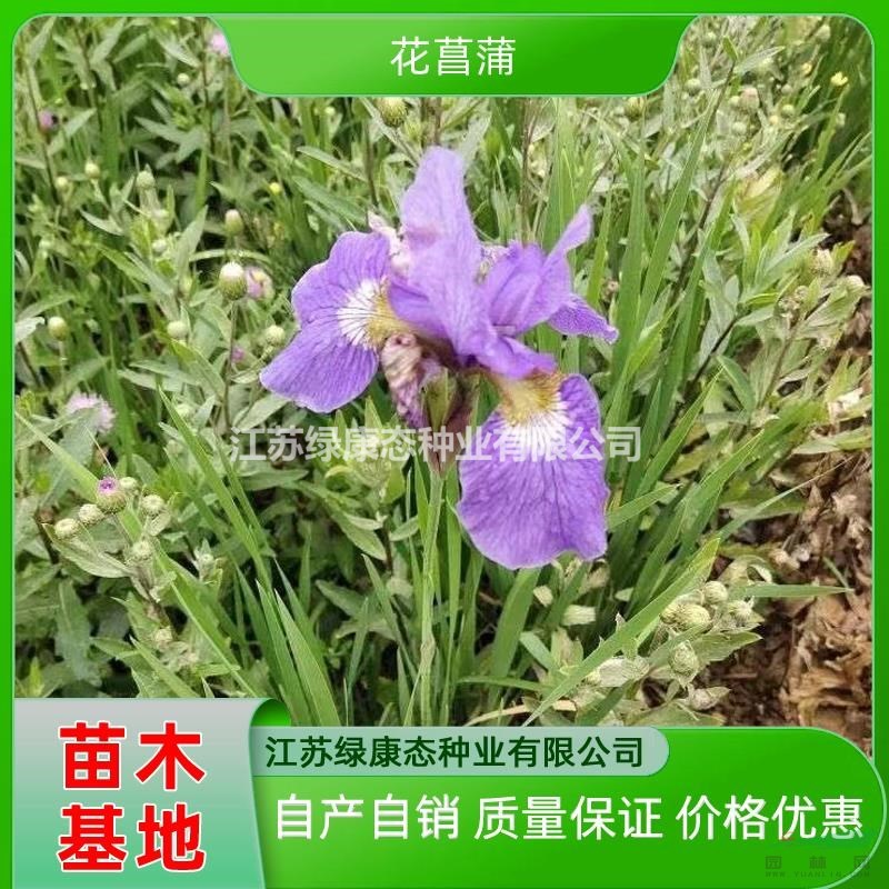 供應高度30厘米花菖蒲 挺水植物花菖蒲 水生植物花菖蒲