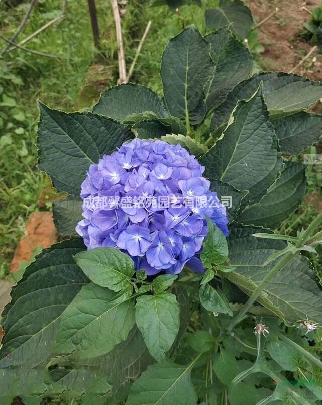 成都八仙花基地 四川八仙花圖片/成都八仙花基地 四川八仙花報(bào)價(jià)