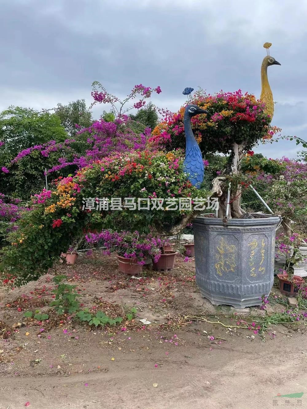 福建泰國孔雀造型三角梅/福建泰國孔雀造型三角梅價格/報價