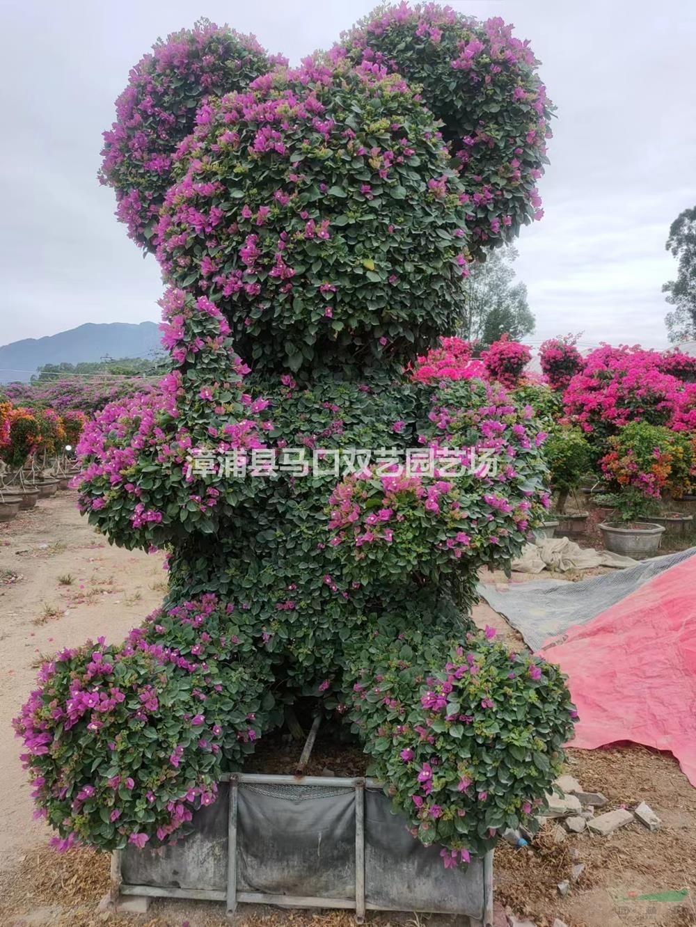福建熊貓?jiān)煨腿敲纺睦锖?哪家便宜