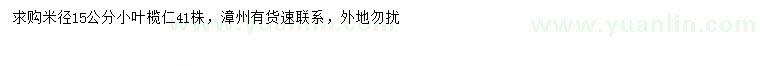求購米徑15公分小葉欖仁