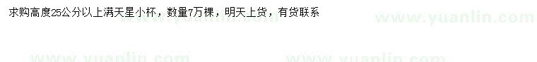 求購高25公分以上滿天星