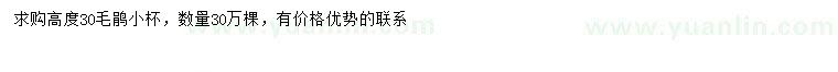 求購高30公分毛鵑