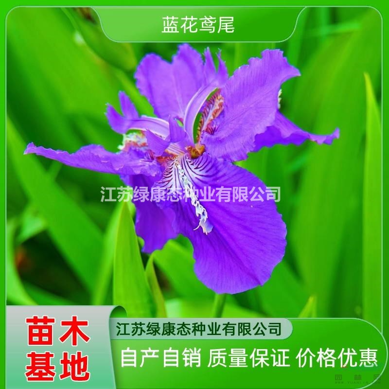 高度30厘米藍花鳶尾哪里好 藍花鳶尾哪家便宜 水生植物藍花鳶尾