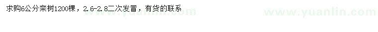 求購6公分欒樹