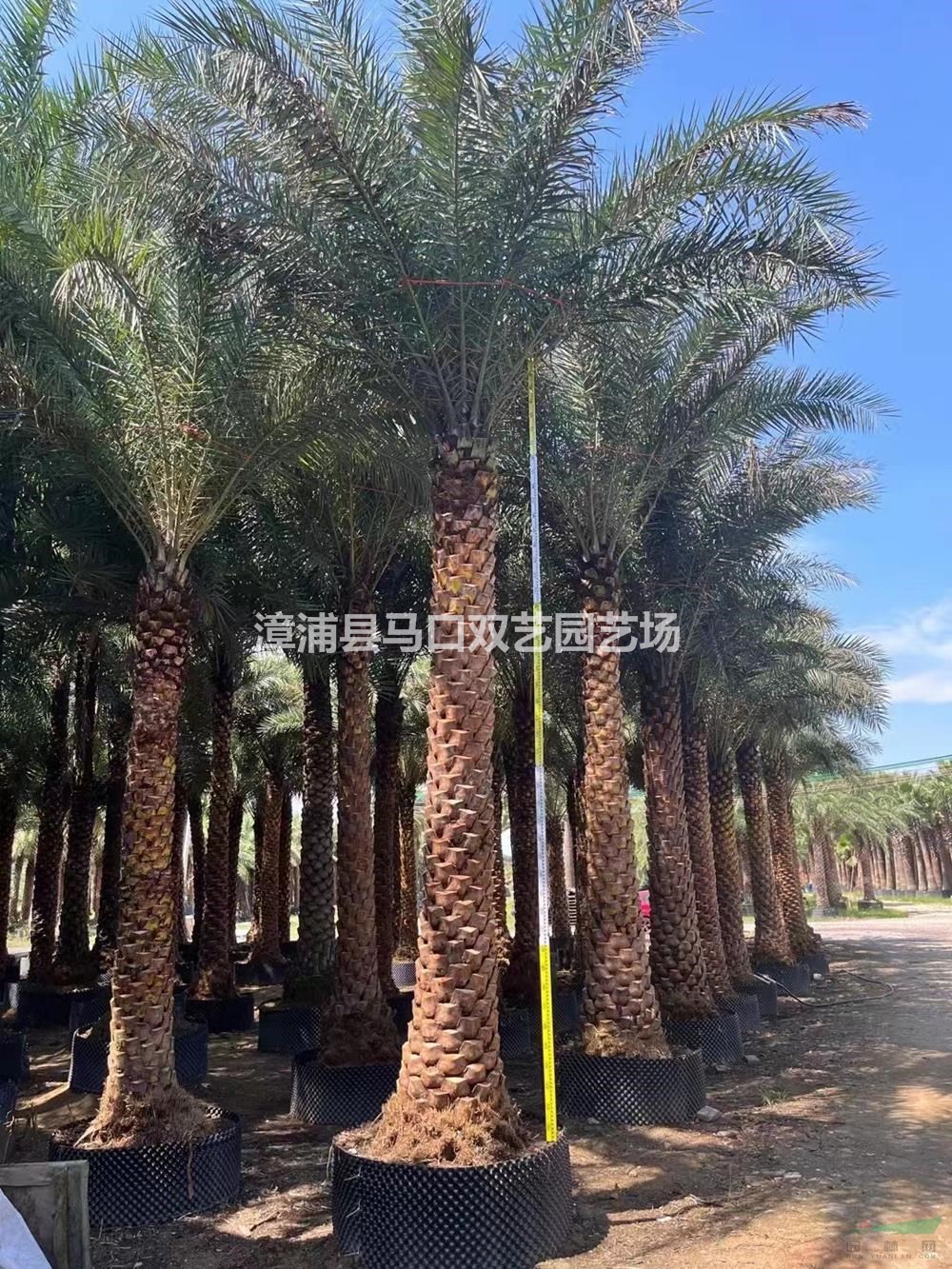優(yōu)質特價福建漳州中東海棗產(chǎn)地直銷