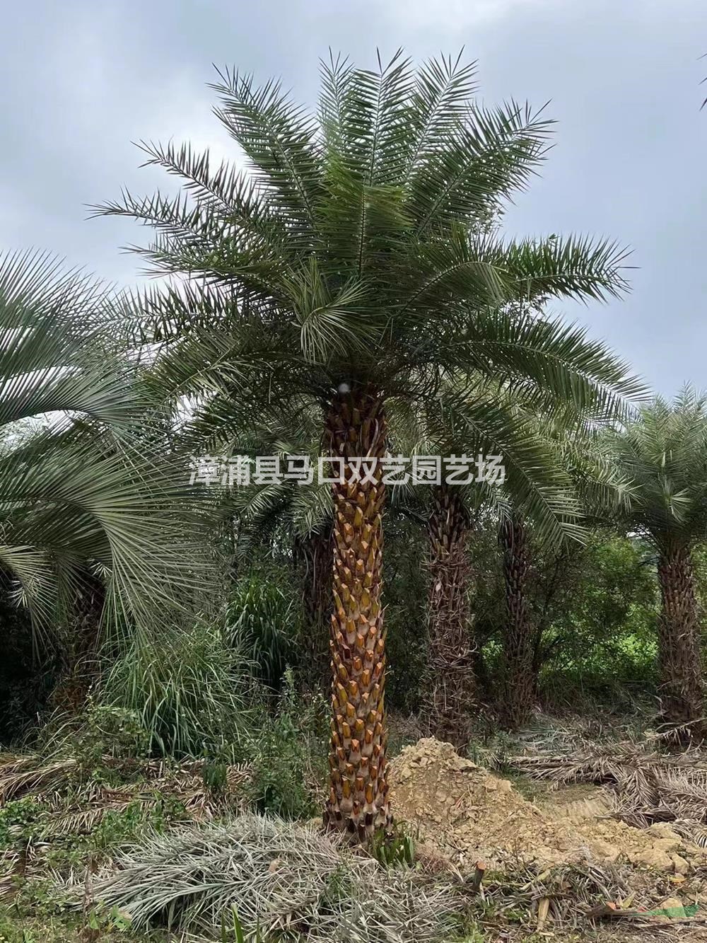 優(yōu)質特價福建漳州中東海棗產(chǎn)地直銷