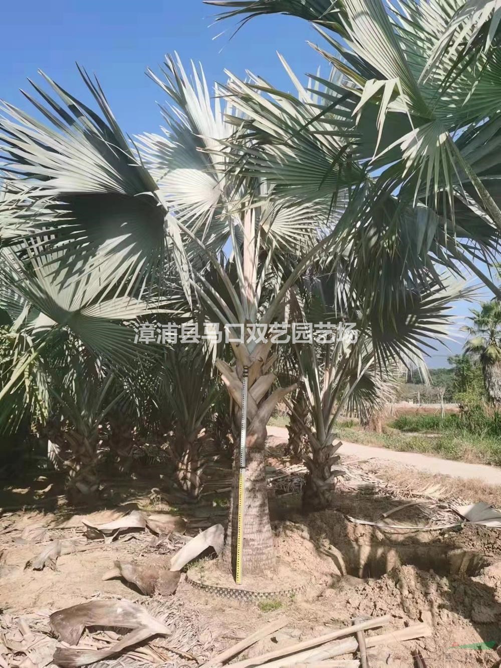 福建漳州霸王棕圖片/福建漳州霸王棕報(bào)價(jià)