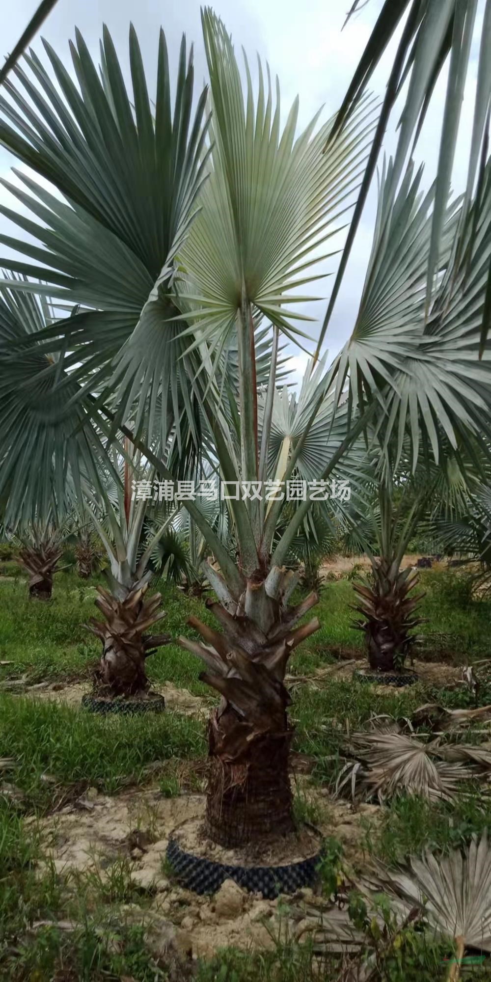 福建漳州霸王棕圖片/福建漳州霸王棕報(bào)價(jià)