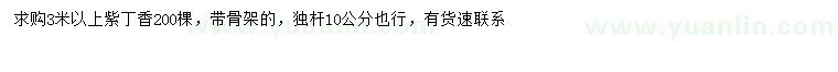 求購3米以上紫丁香