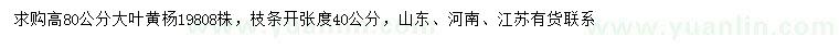 求購高80公分大葉黃楊