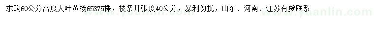 求購高60公分大葉黃楊