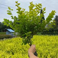 四川金葉女貞價格行情 成都金葉女貞基地批發(fā)/供應(yīng)